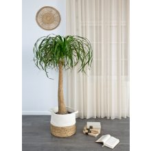  11101 - drapp voile, max. 175 cm magas